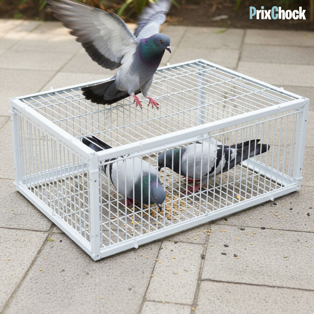Cage de Piégeage pour Pigeons & Petits Volatiles – Capture Rapide et Efficace