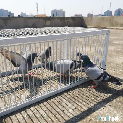 Cage de Piégeage pour Pigeons & Petits Volatiles – Capture Rapide et Efficace