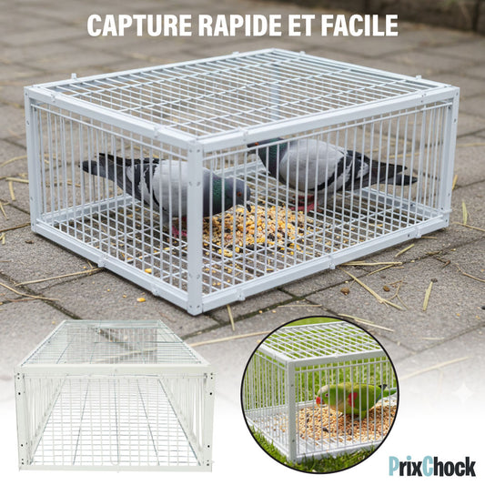 Cage de Piégeage pour Pigeons & Petits Volatiles – Capture Rapide et Efficace