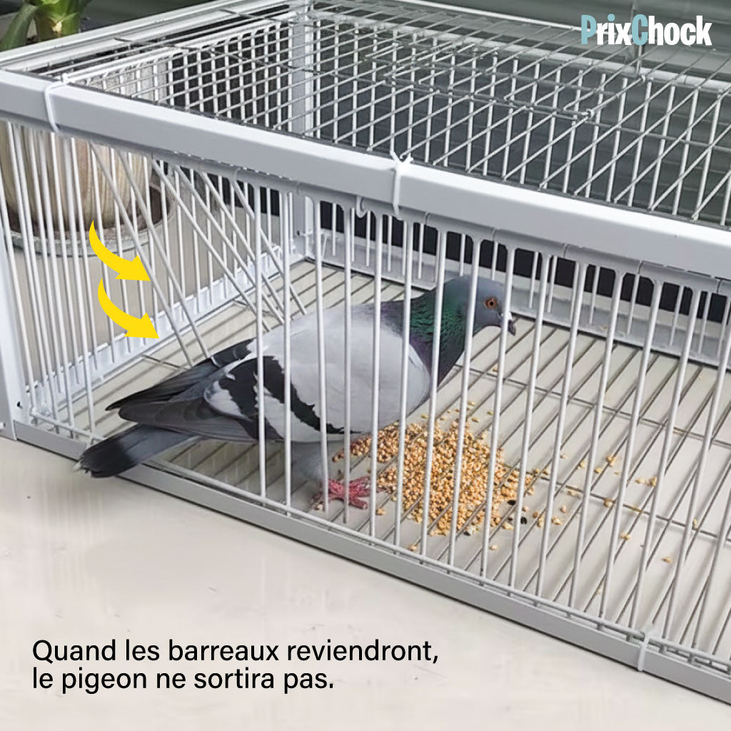 Cage de Piégeage pour Pigeons & Petits Volatiles – Capture Rapide et Efficace